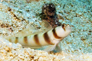 小魚②
