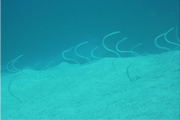 小魚⑫